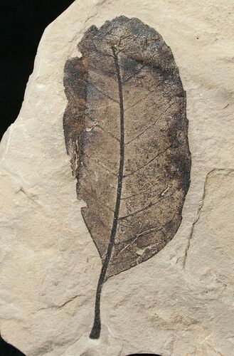 Fossil Allophylus Leaf - Green River Formation #16336